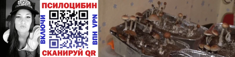 Псилоцибиновые грибы Psilocybine cubensis  Купить  Орск 